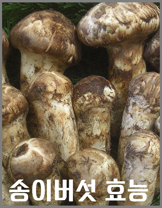 송이버섯 효능