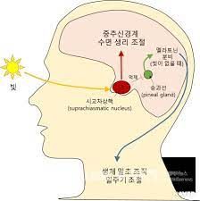 멜라토닌 효능 및 부작용