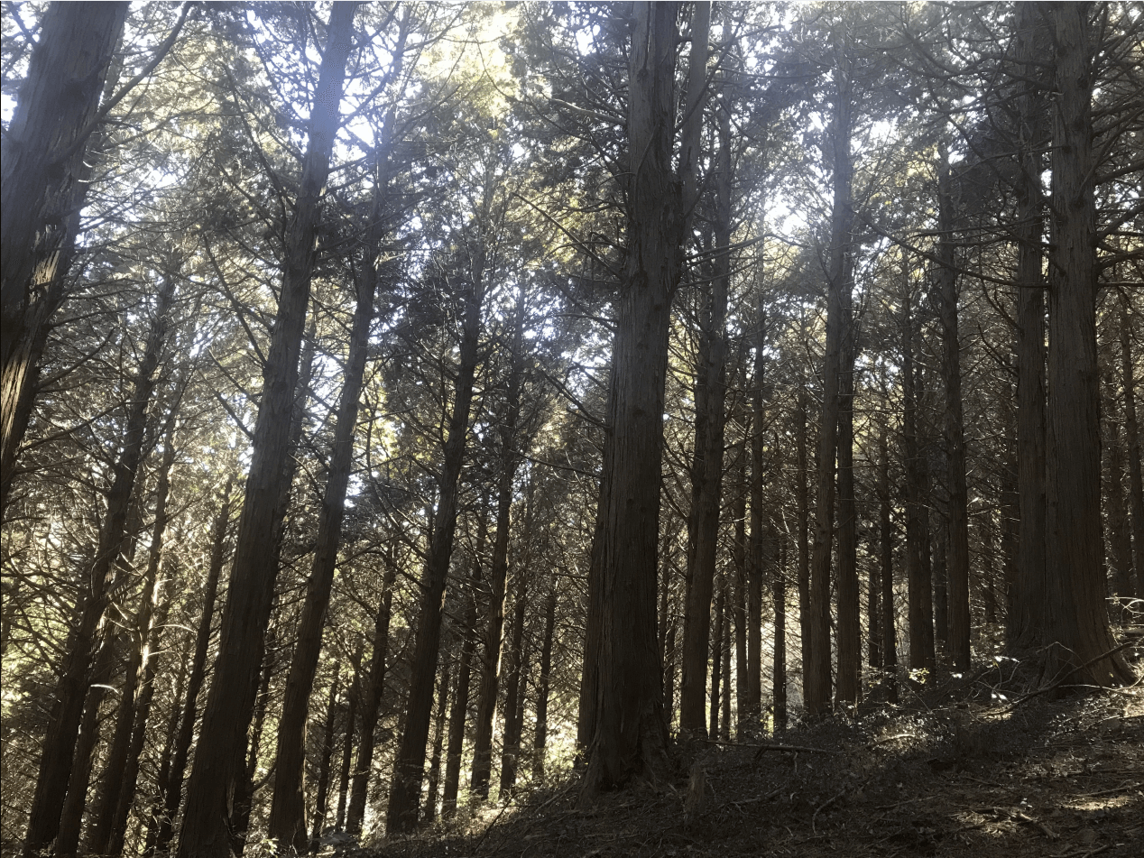 고흥 봉래산 편백숲 사진