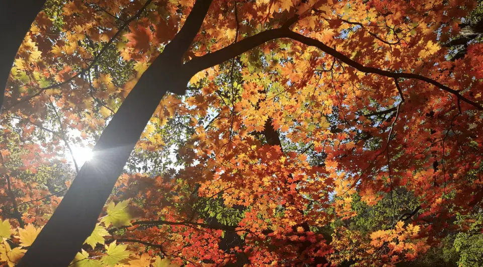 2024 설악산 단풍축제: 가을의 아름다움을 만끽하는 방법 🍂