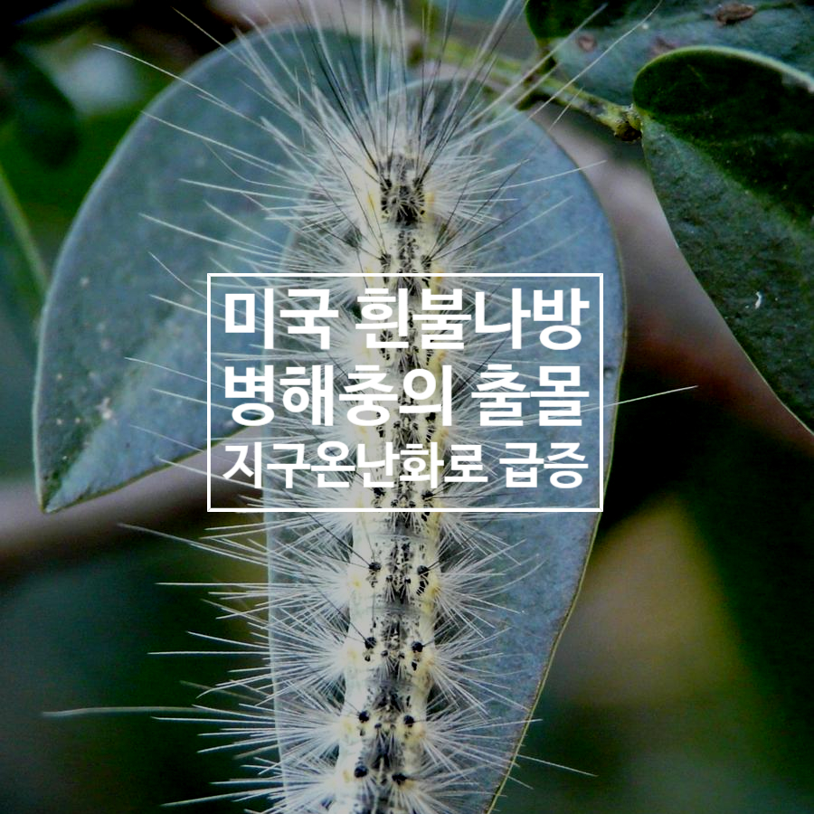  미국흰불나방의 급증