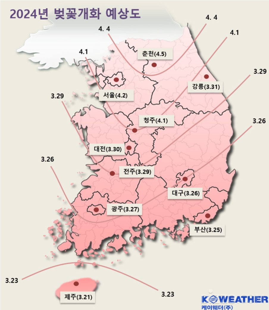 2024년 벚꽃 개화 시기