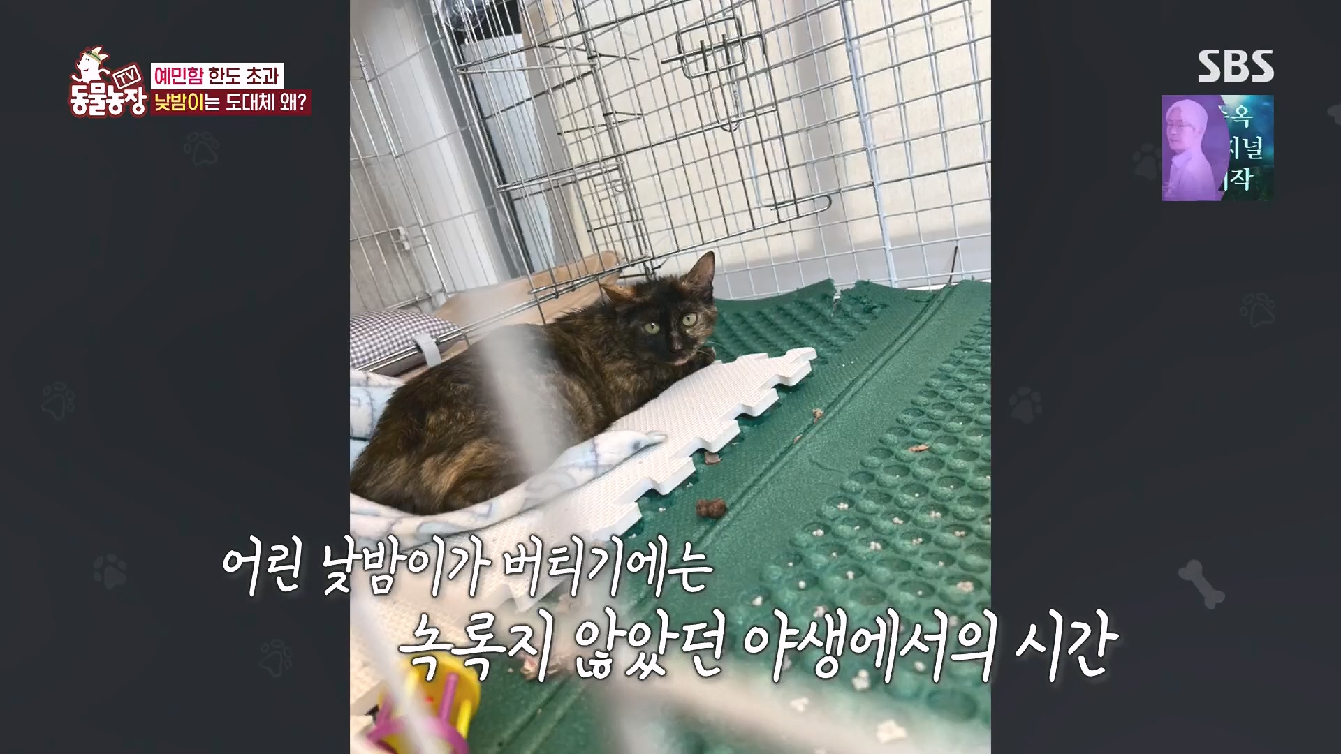 TV 동물농장.E1136.230903p.H264-F1RST.mp4_20230903_180354.640.jpg