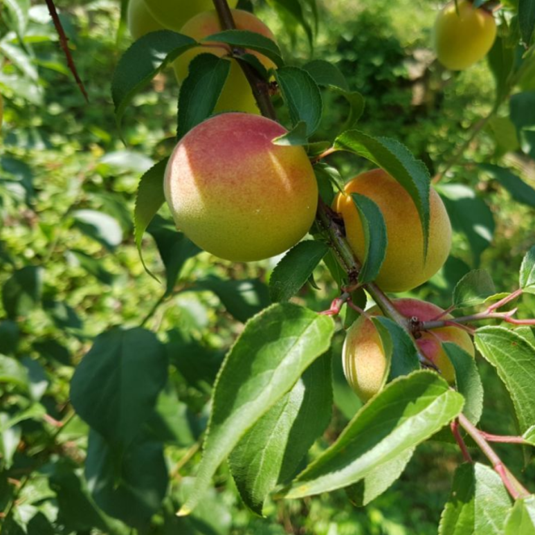 매실남녀 수확기 계절가격정보 2021 홍매실매장소 1