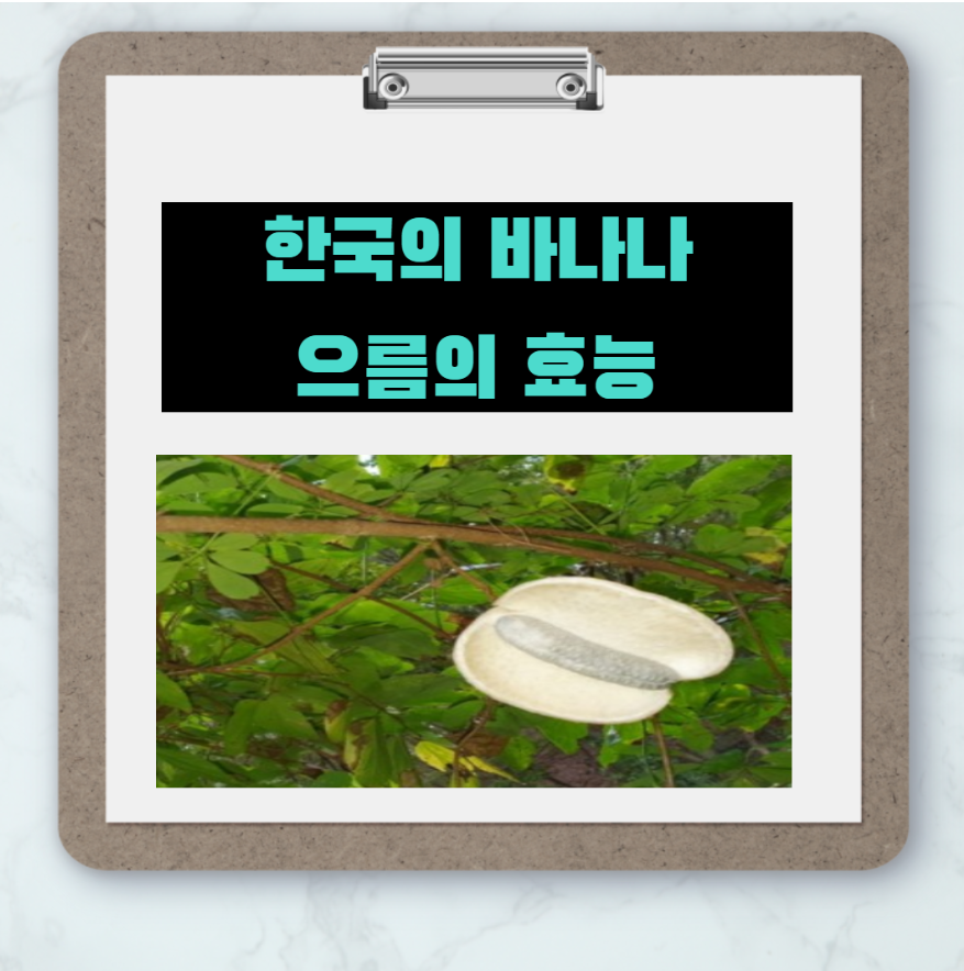 한국에서 자라는 바나나 으름의 효능