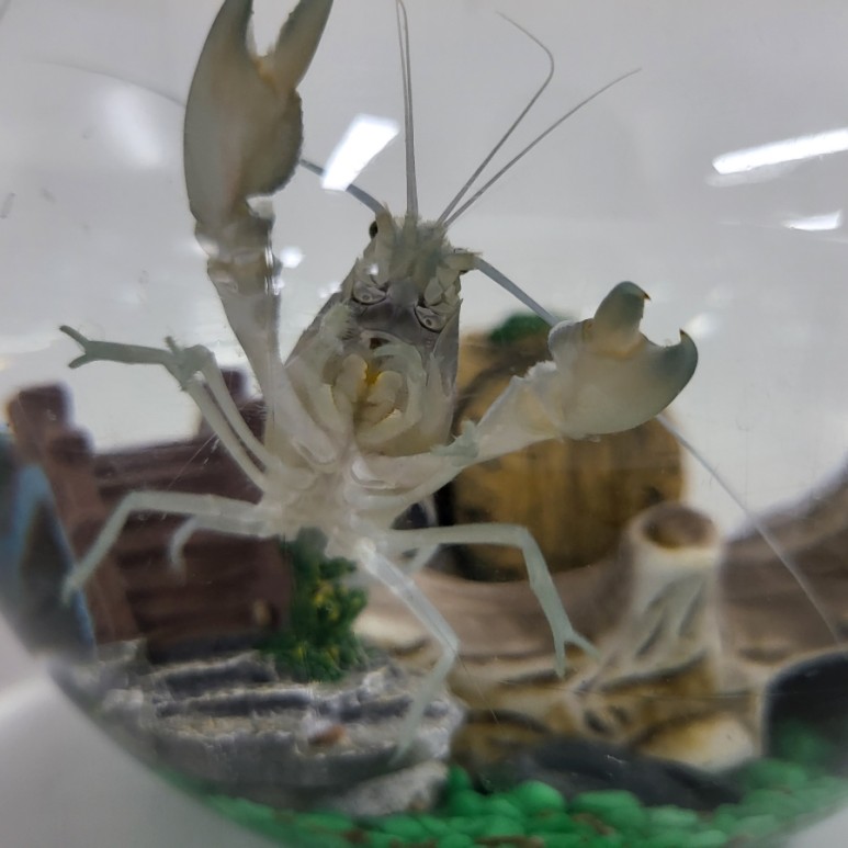 다이소화분 아이템으로 저렴한 가격에 생선, 청어 기르기(혼자 키운지 2개월 후) 7