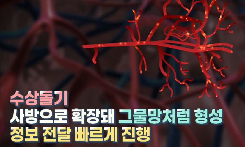 포스파티딜 세린 효능