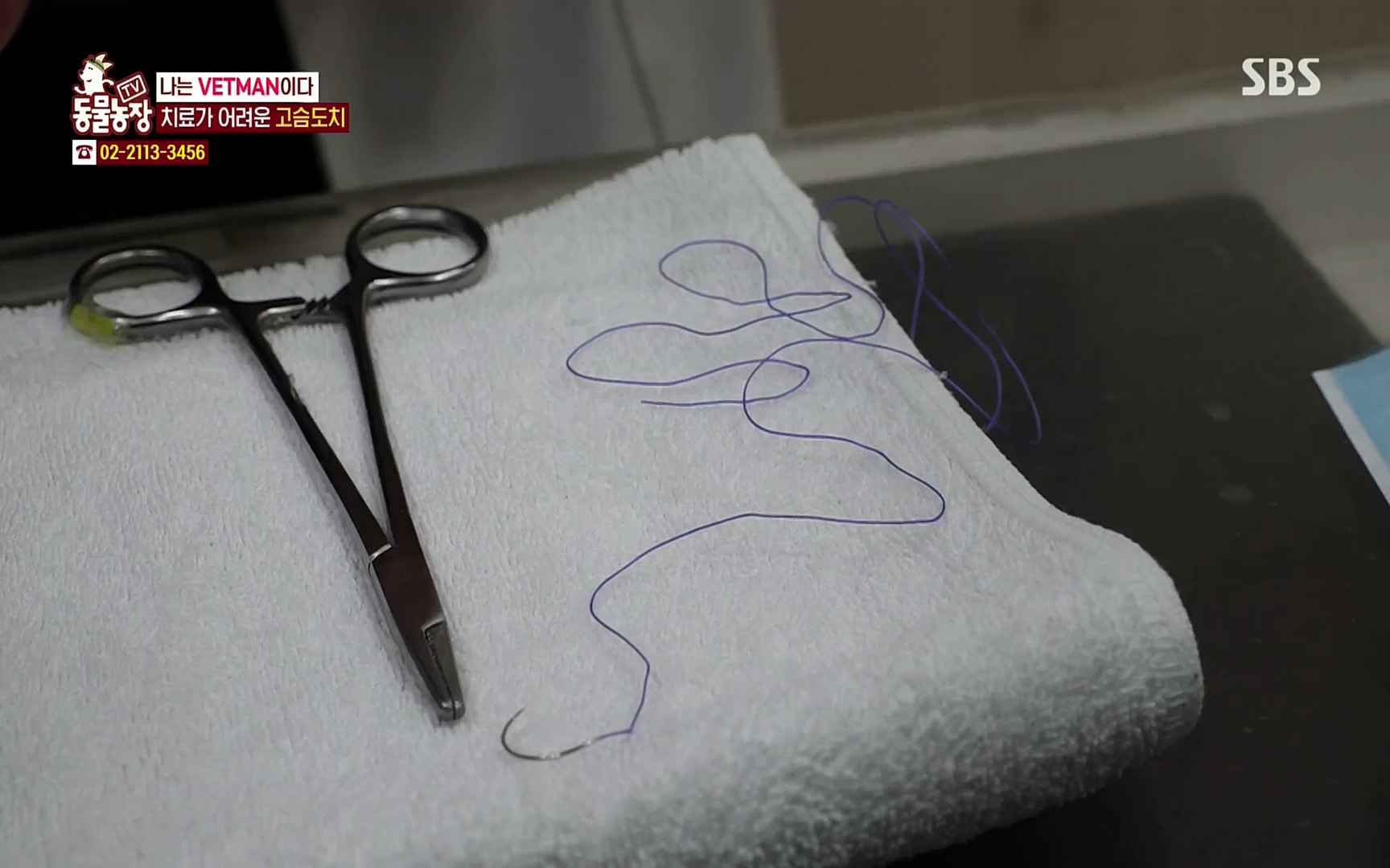 TV 동물농장.E1064.220410p.H264-F1RST.mp4_20220410_184950.384.jpg