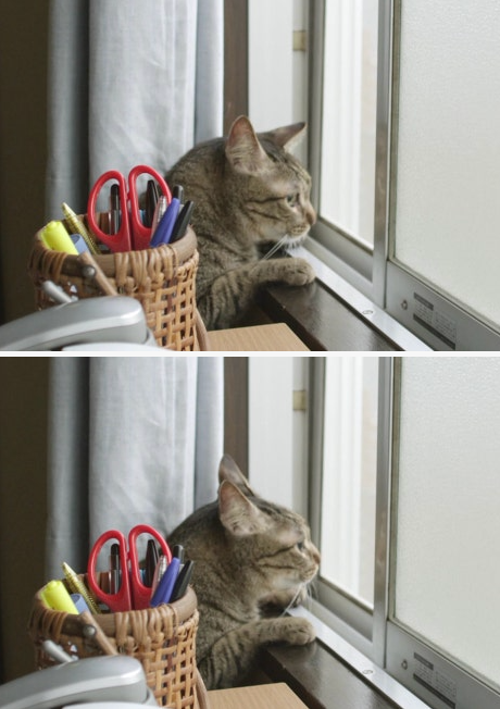 고양이 사진