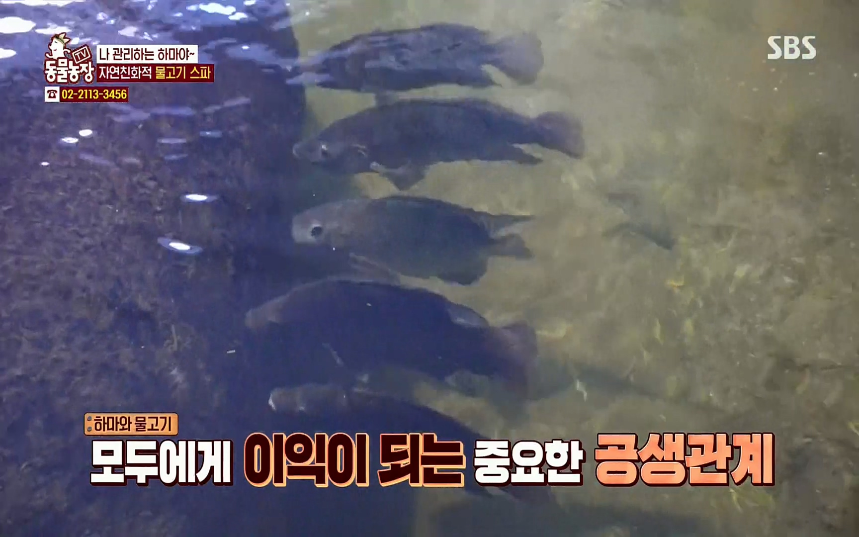TV 동물농장.E1067.220501p.H264-F1RST.mp4_20220501_182009.973.jpg