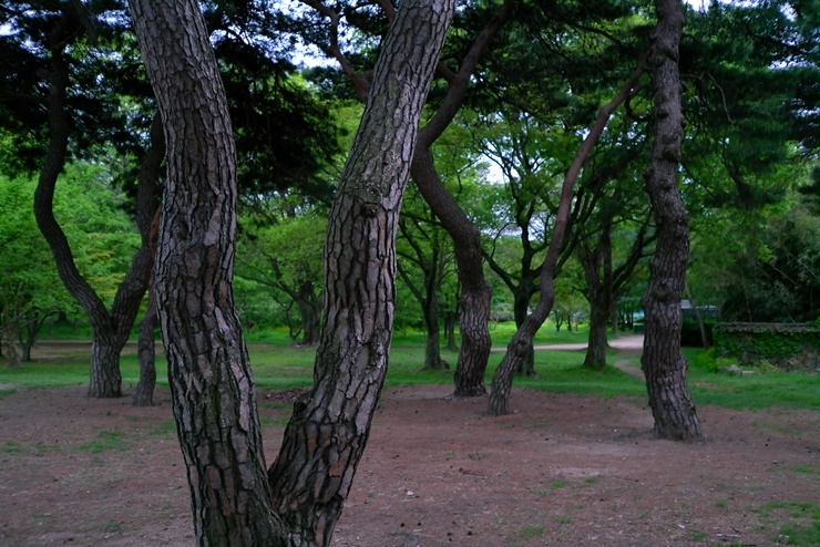  경주 가볼만한곳 숨은명소 사진찍기 산책하기 좋은 삼릉숲길