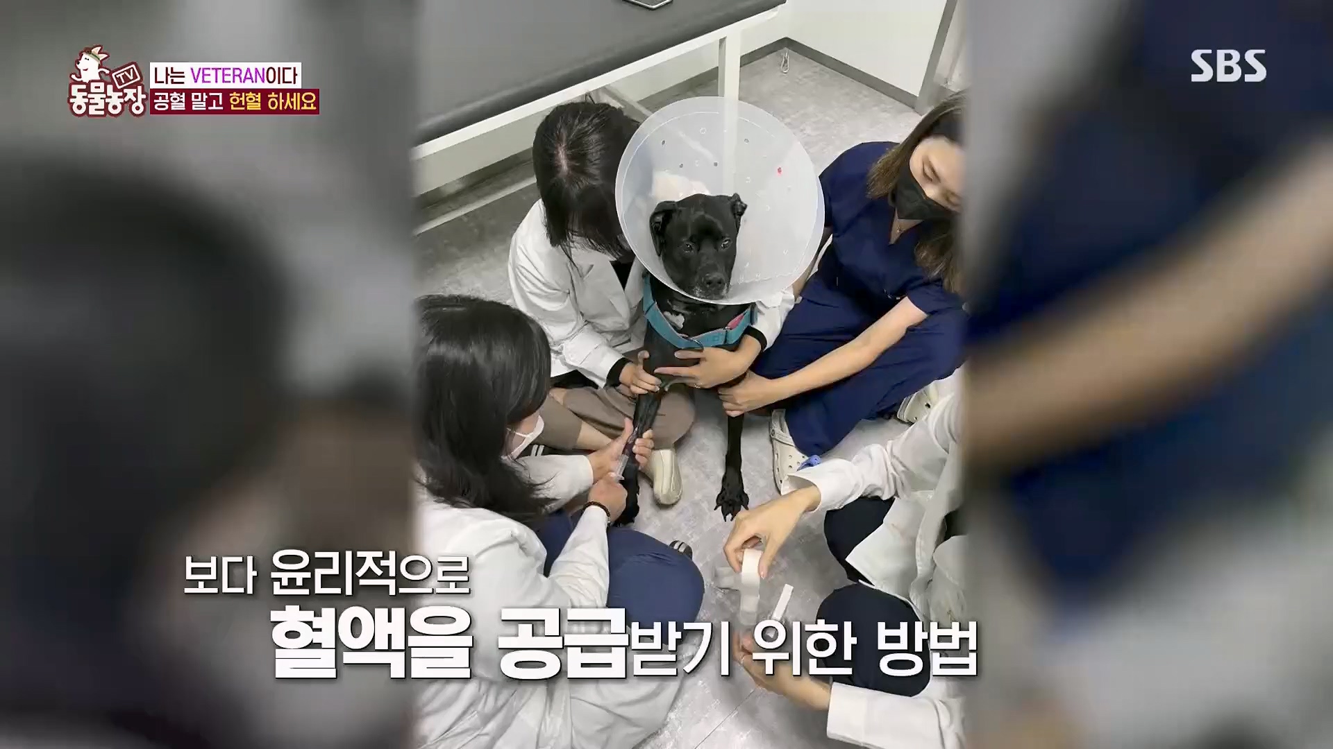 TV 동물농장.E1123.230604p.H264-F1RST.mp4_20230604_172748.803.jpg