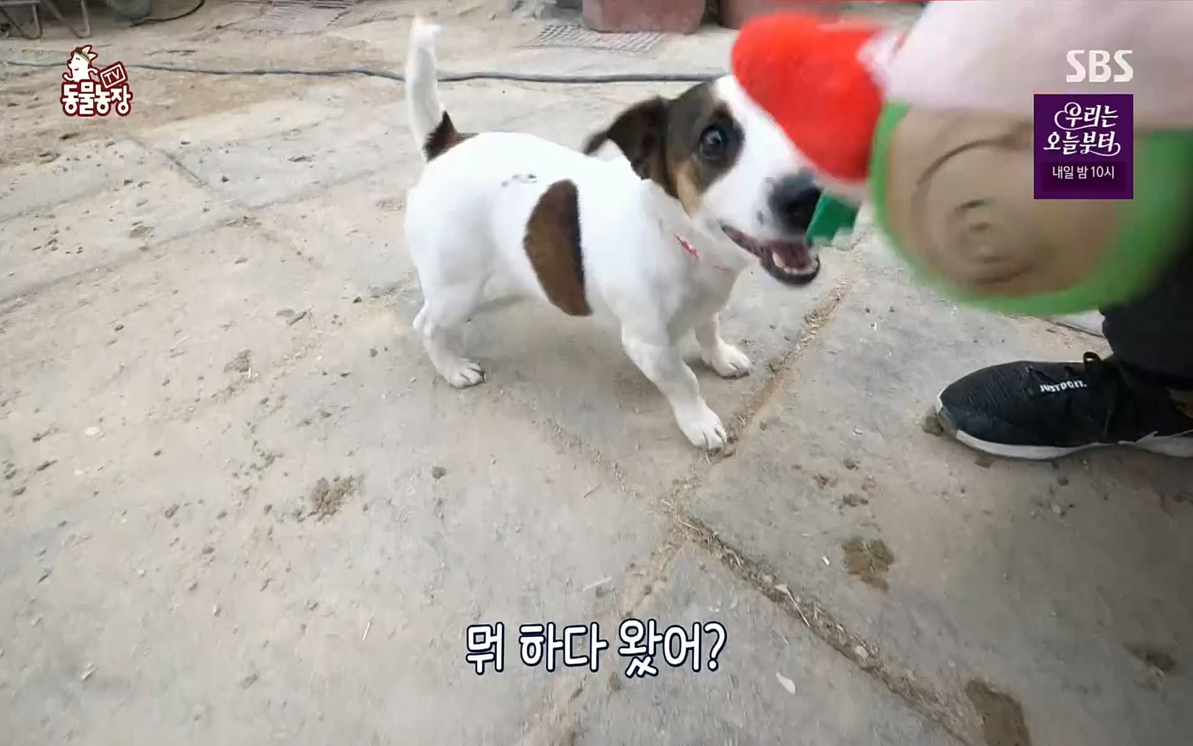 TV 동물농장.E1069.220515p.H264-F1RST.mp4_20220515_181229.105.jpg