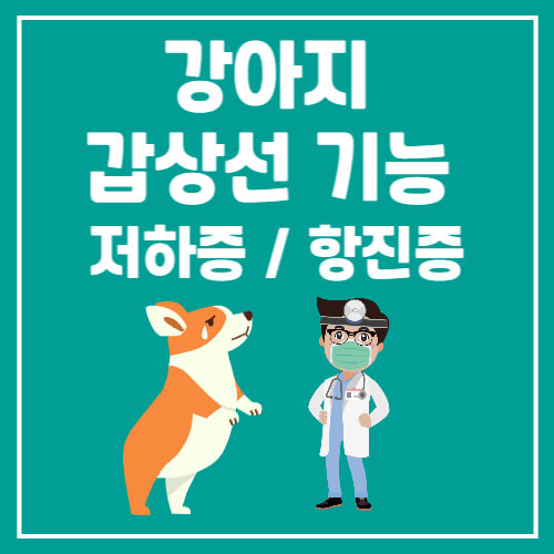 강아지 갑상선