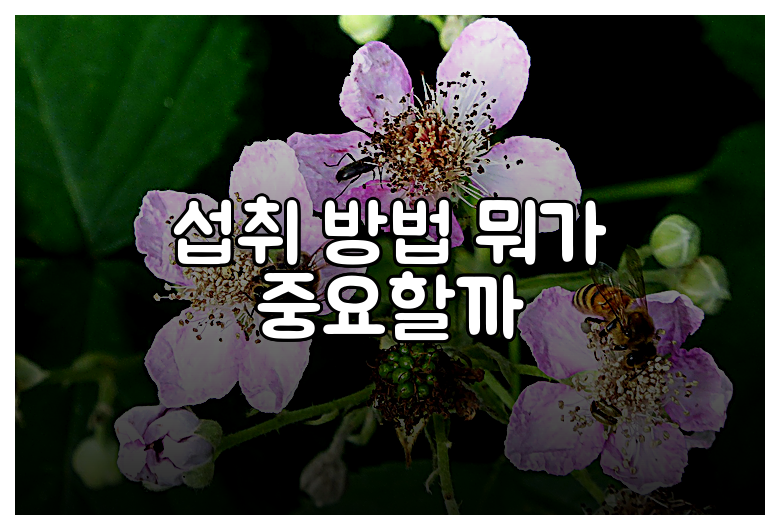 섭취 방법 뭐가 중요할까