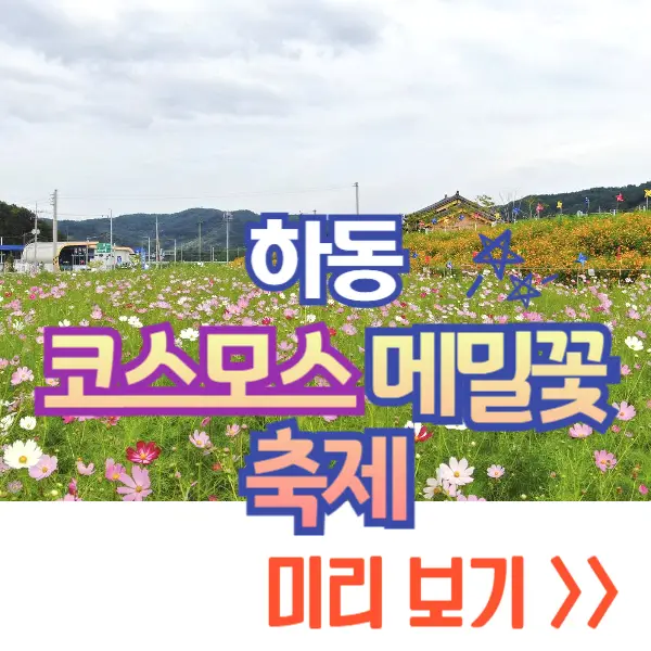 하동 북천 코스모스 메밀꽃 축제