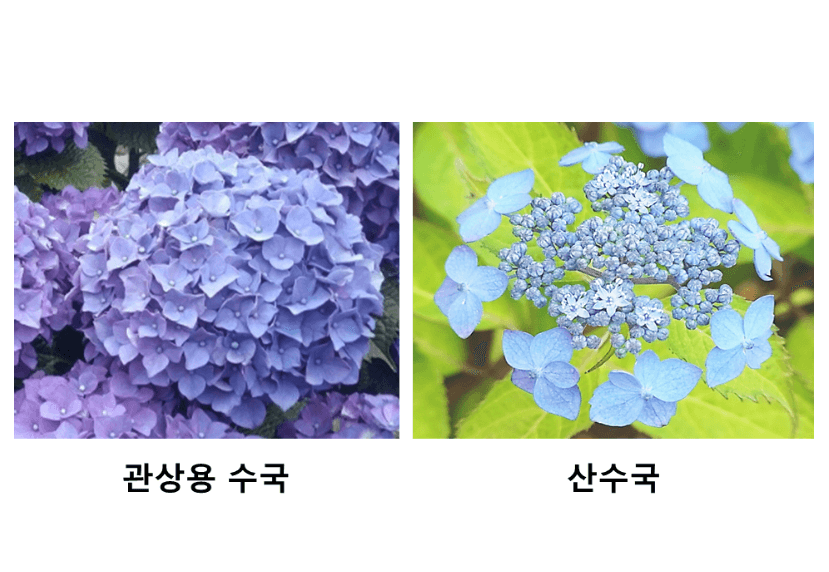 보라색-관상용-수국과-산수국-차이-비교