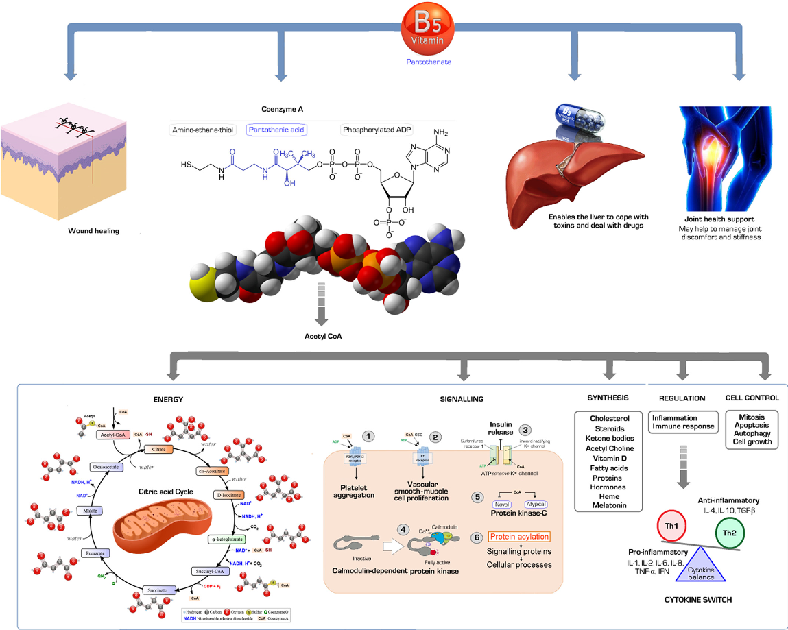 판토텐산-비타민B5-작용기전