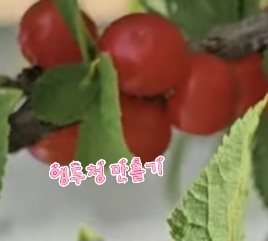 앵두청과 이미지