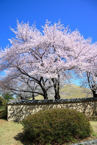 경주 벚꽃 실시간 개화상황