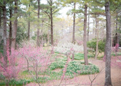 봄 매화꽃 축제 여행 정보