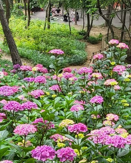 2025 진주 월아산 수국 축제