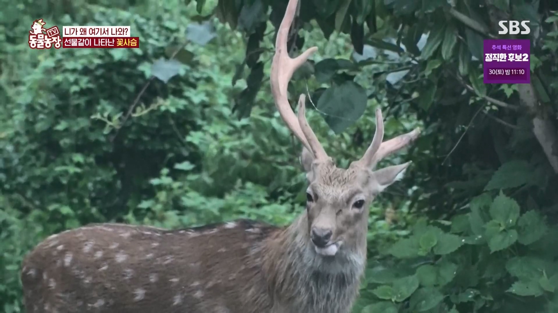 TV 동물농장.E1139.230924p.H264-F1RST.mp4_20230924_171715.128.jpg