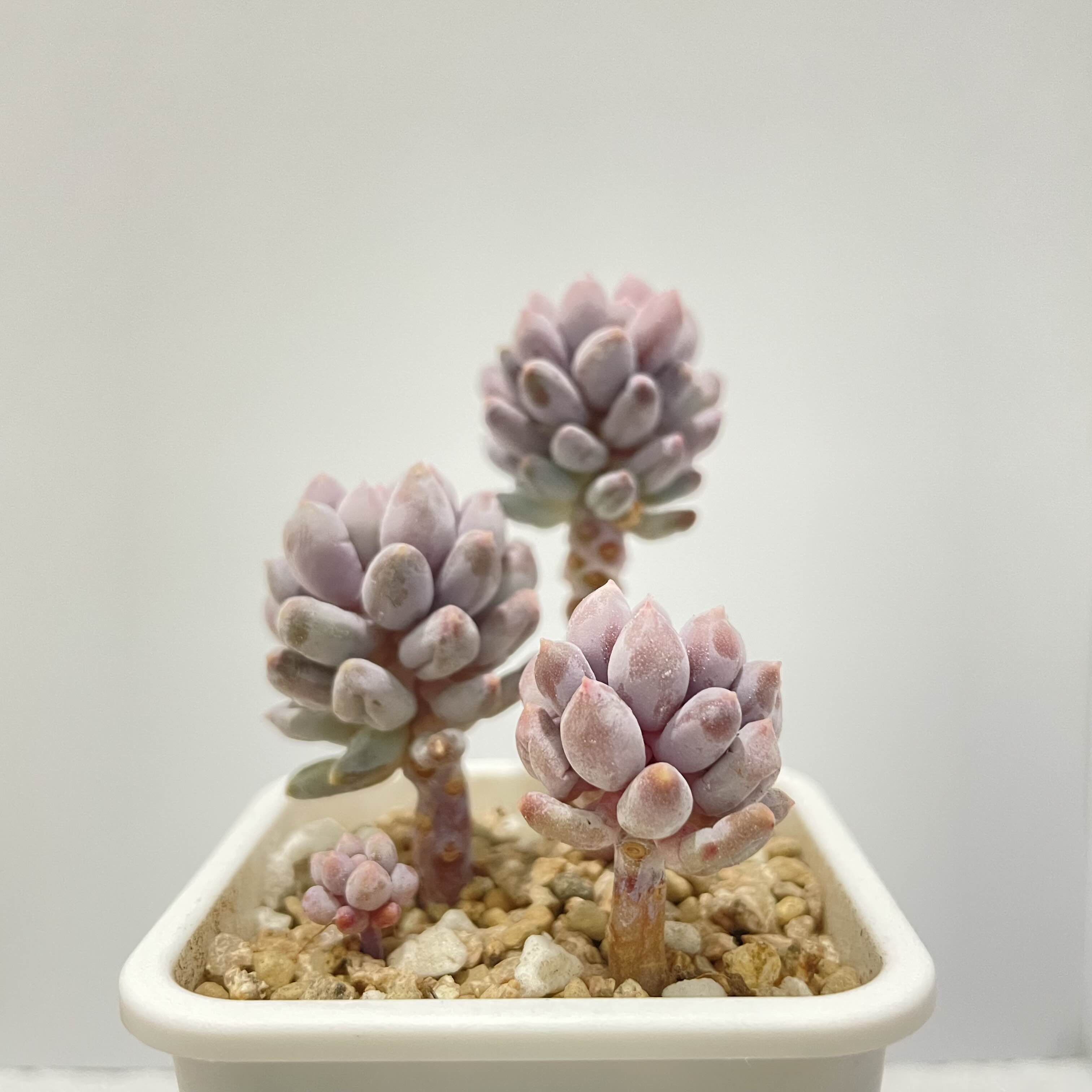  다육 베이비핑거 pachyphytum rzedowskii