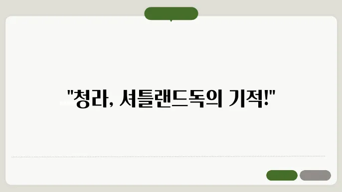 청라셔틀랜드쉽독분양 브리더클럽