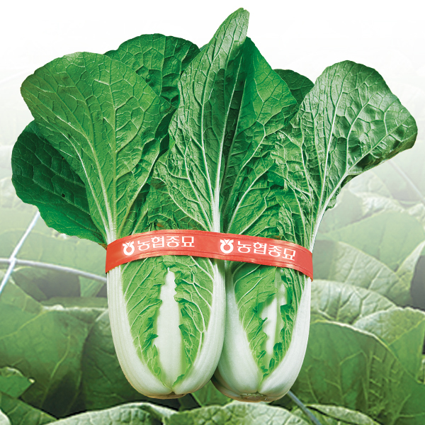얼갈이 배추 파종시기 재배법 2