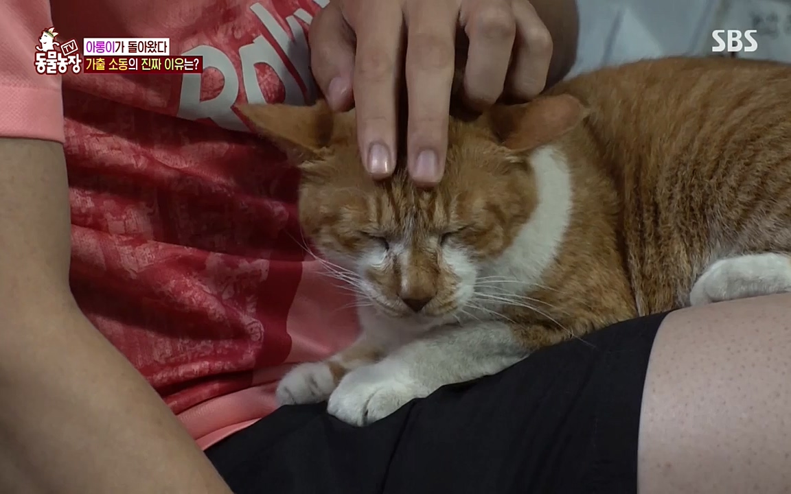 TV 동물농장.E1079.220725p-NEXT.mp4_20220724_151936.617.jpg