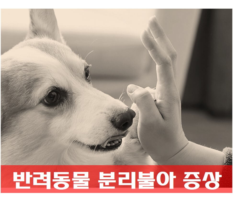  주인 없으면 불안해 하는 반려 동물, 어떻게 해야 할까?
