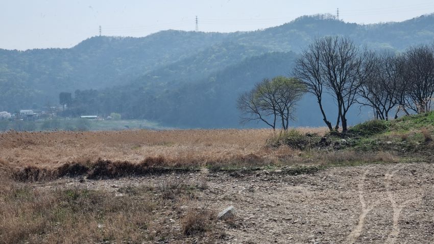 초원 우측에 새싹 돋아나는 나무들&#44; 바닥은 갈대밭&#44; 뒤로는 야산&#44; 푸른 하늘&#44;