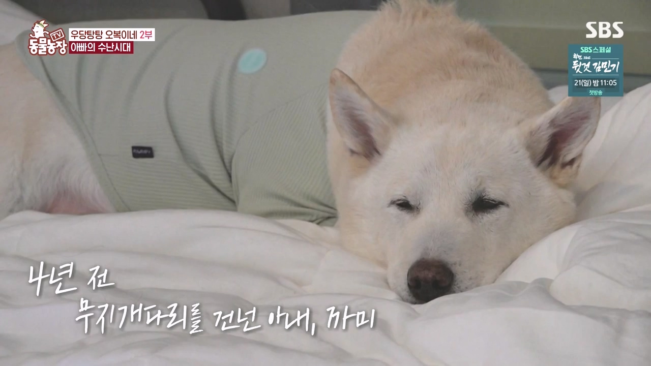 TV 동물농장.E1167.240415p-NEXT.mp4_20240414_160913.399.jpg