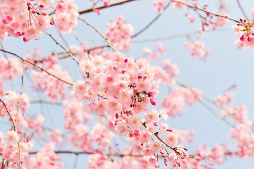 따뜻한 봄날 활짝 만개한 벚꽃의 모습