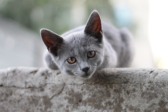 브리티시 쇼트헤어 British Shorthair