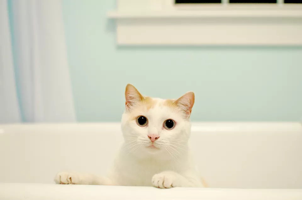  고양이 샤워, 해도되나요? 어떻게 해야되요?
