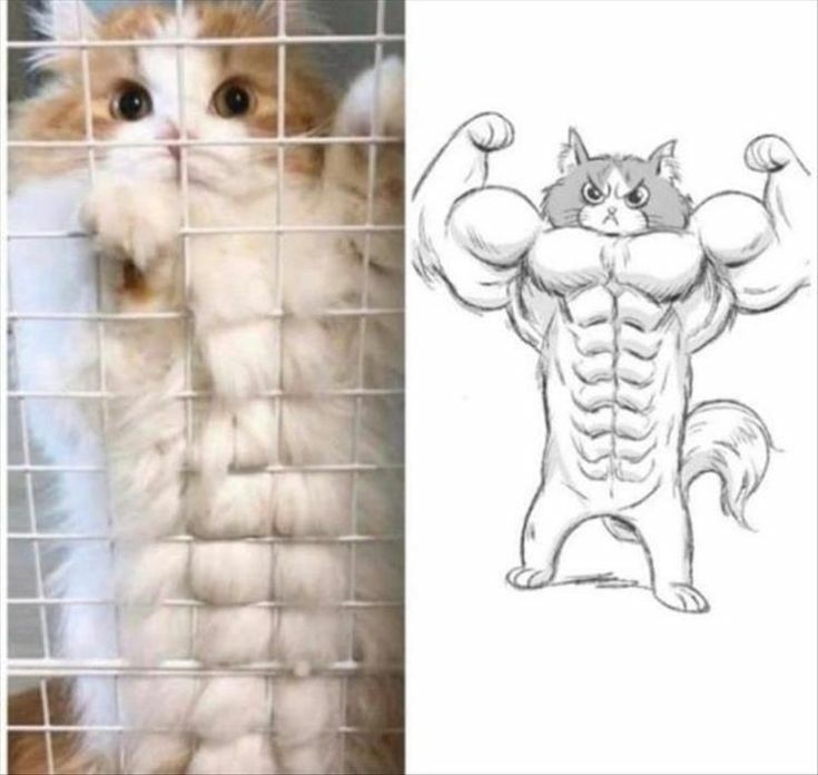  근육고양이 ㅋㅋ