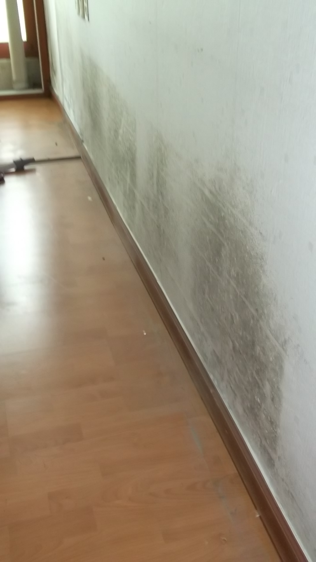  거실 벽지 곰팡이제거 후 포자균 살균 해결!
