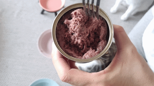 구냥이 고양이캔으로 네 건강관리해요 20