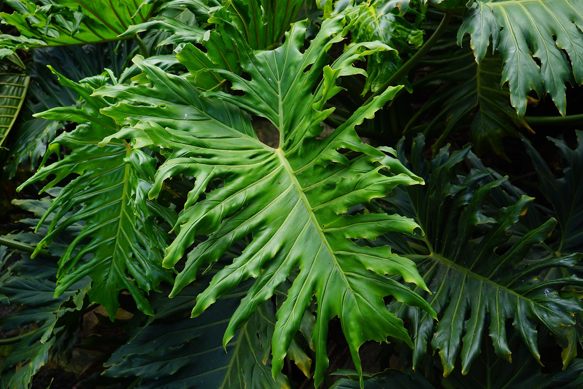  친구를 좋아하는 나무, 필로덴드론 셀로움(philodendron)