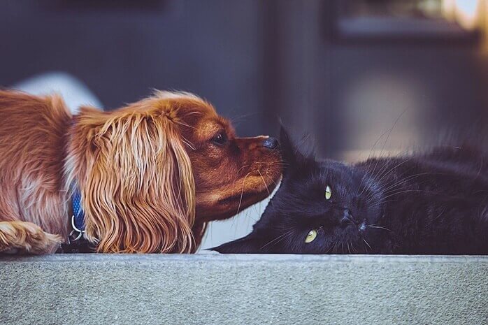 누워있는 검은 고양이 냄새를 맡고 있는 갈색 개 한마리