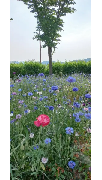 함안 악양생태공원 샤스타데이지 꽃밭 완벽 관람 가이드_14