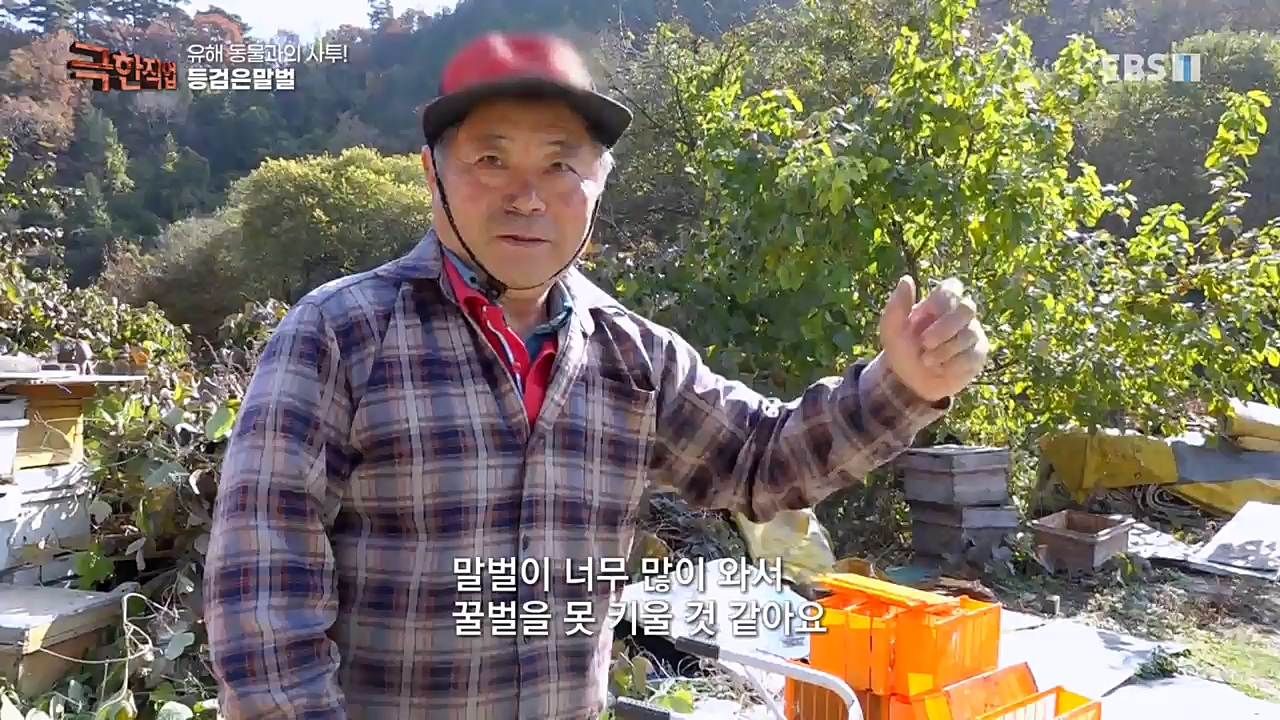 TV - 교육의 중심 EBS유해 동물과의 사투! 등검은말벌, 야생 멧돼지 퇴치.mp4_20221129_195001.991.jpg