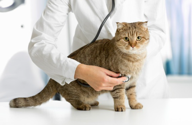 의사 선생님과 고양이.