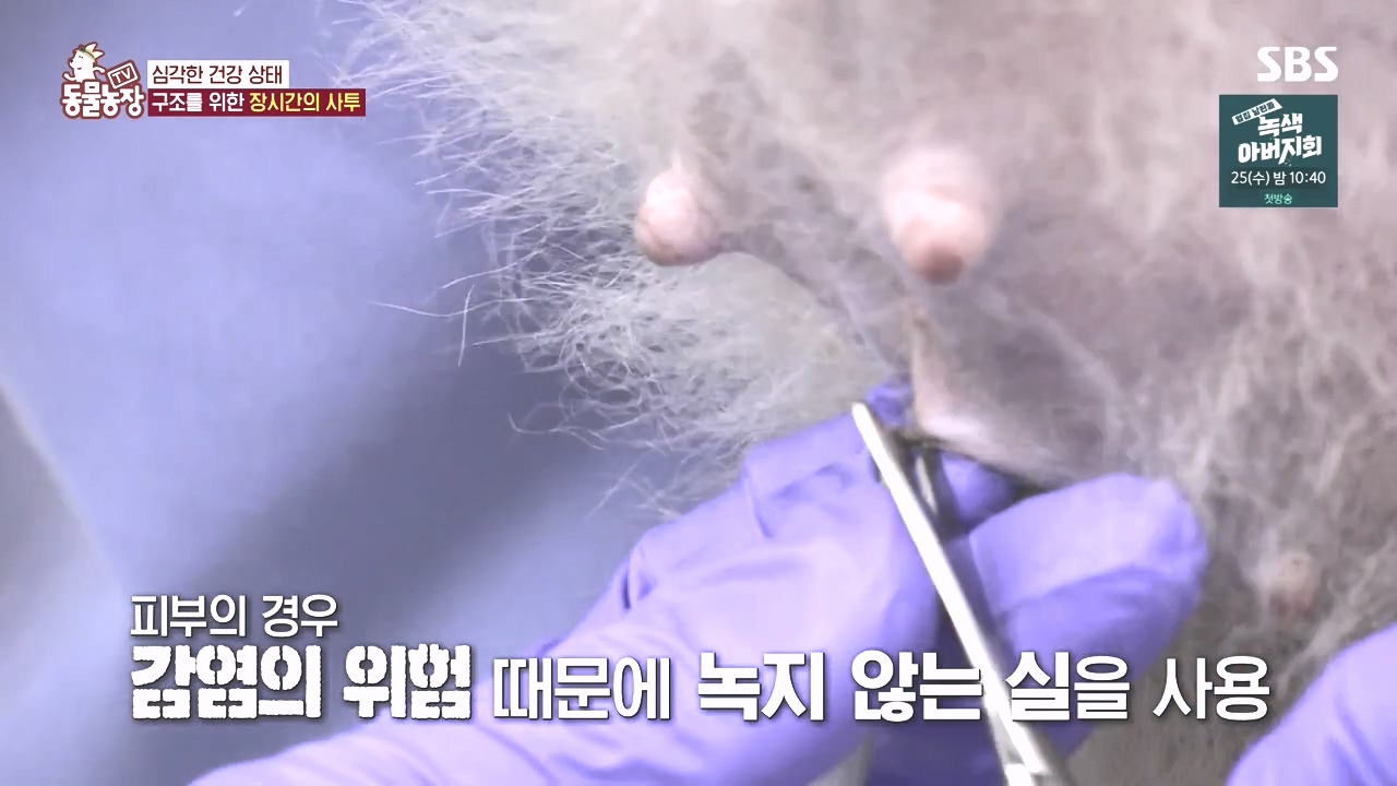 TV 동물농장.E1142.231023p-NEXT.mp4_20231022_172857.856.jpg