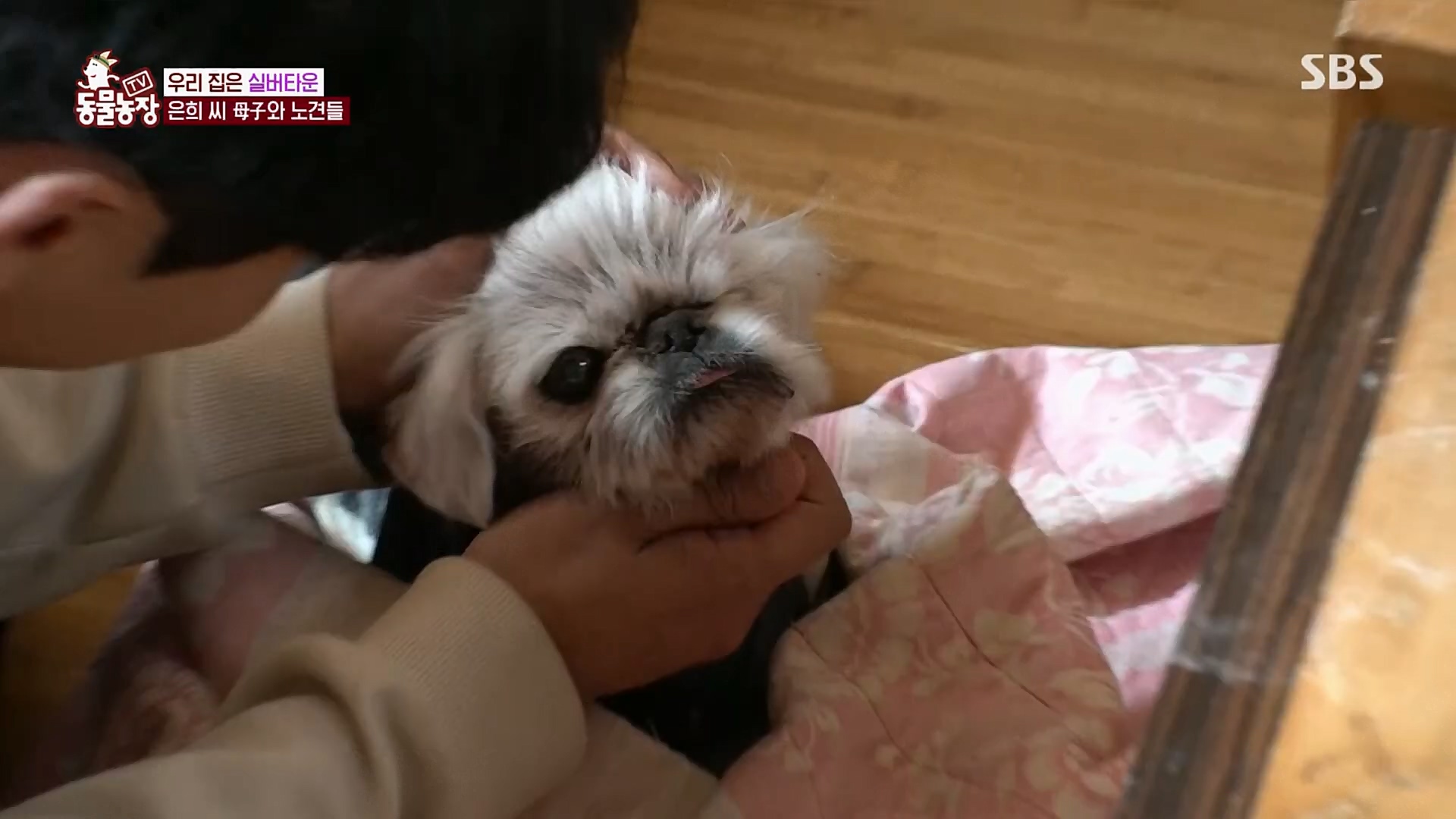 TV 동물농장.E1115.230409p.H264-F1RST.mp4_20230409_173049.920.jpg