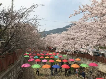 진해 군항제 벚꽃 축제 가족 놀거리 총정리_8