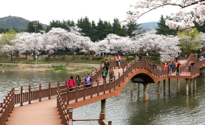 경주 황룡원 벚꽃길