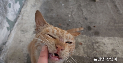 이빨을-손가락에-쓱-문지르는-고양이.